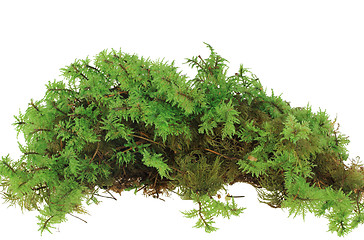 Image showing Heap of green moss