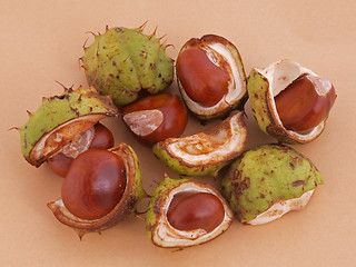 Image showing Conker or Horsechestnut