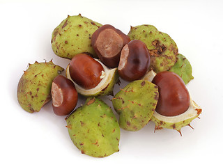 Image showing Conker or Horsechestnut