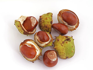 Image showing Conker or Horsechestnut