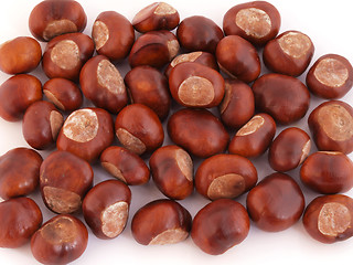 Image showing Conker or Horsechestnut