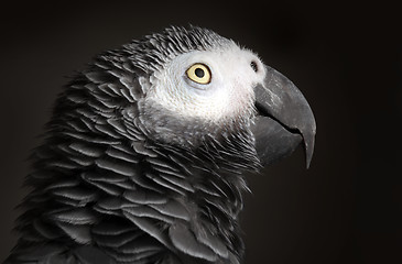 Image showing African Grey Parrot 