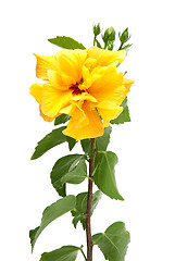 Image showing Yellow hibiscus flower