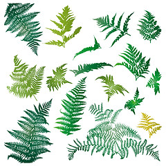 Image showing Fern leaves