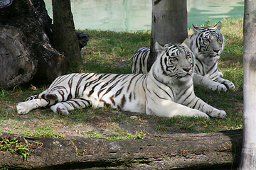 Image showing White Tigers