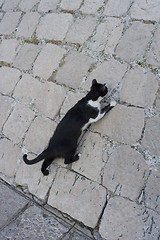 Image showing Cat climbing Dubrovnik