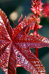 Image showing Red Leaf of Castor Oil Plant