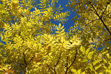 Image showing Under Yellow Autumn Foliage and Blue Sky