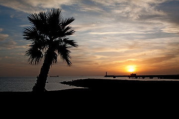 Image showing Palm Tree And Sunset