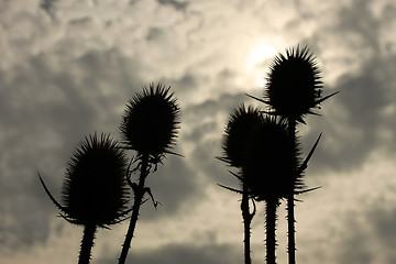 Image showing Dry flowers of teasel