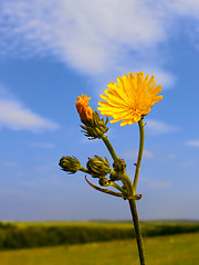 Image showing Yellow wild flower