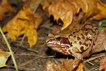 Image showing Meadows frog (I)