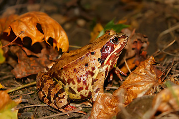 Image showing Meadows frog (II)