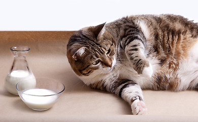 Image showing Fat Cat with Milk