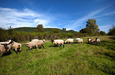 Image showing Meadow with sheep