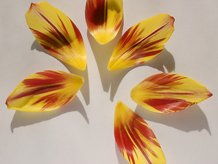 Image showing tulip petal abstract