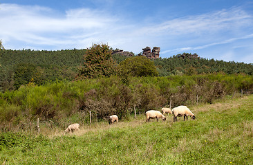 Image showing Meadow with sheep