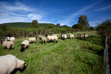 Image showing Meadow with sheep