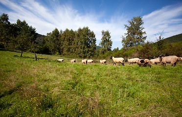 Image showing Meadow with sheep