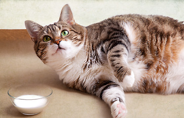 Image showing Fat Cat with Milk