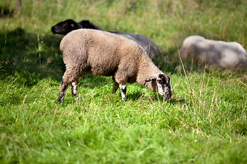 Image showing Meadow with sheep