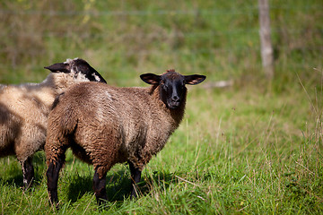 Image showing Meadow with sheep