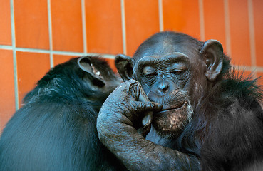 Image showing Chimpanzee