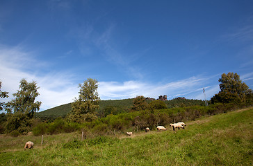 Image showing Meadow with sheep