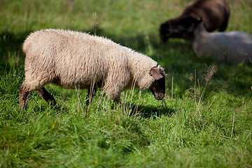 Image showing Meadow with sheep