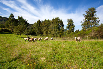 Image showing Meadow with sheep