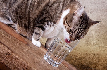 Image showing Cat with water
