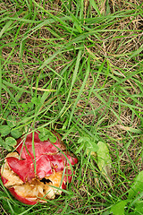 Image showing Crushed red apple in green grass