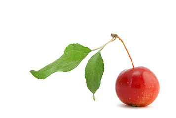 Image showing Chinese cherry apple on white background