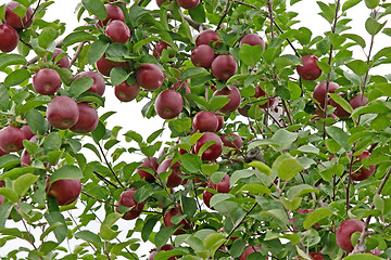 Image showing Ripe red apples on a tree