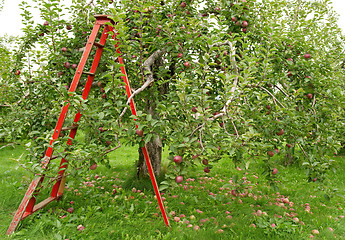 Image showing Orchard with ladder to pick up apples