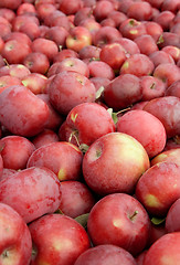 Image showing Freshly picked red apples