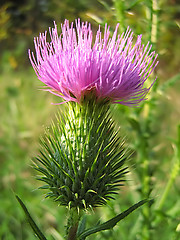 Image showing Lavender Flower