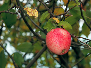 Image showing A single apple