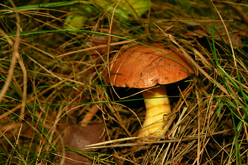 Image showing Slippery jack or Butter mushroom