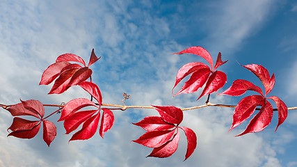 Image showing Branch of wild grapes (I)