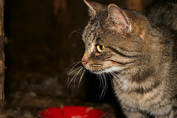 Image showing Grey tabby