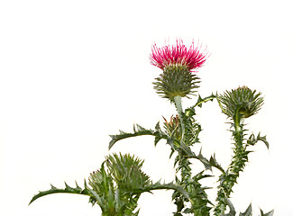 Image showing Thistle flower isolated