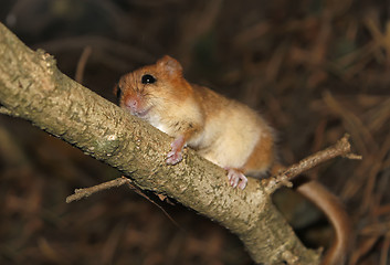 Image showing Minor rodent