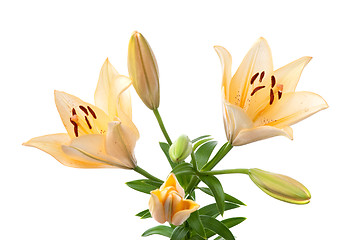 Image showing Yellow lilies