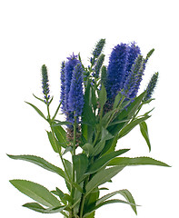 Image showing Veronica flowering spikes