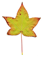 Image showing Maple leaf