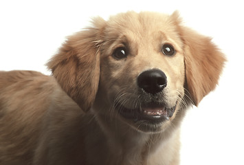 Image showing Golden retriever puppy