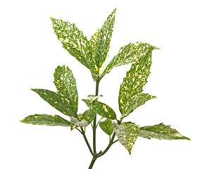 Image showing Branch of green leafs