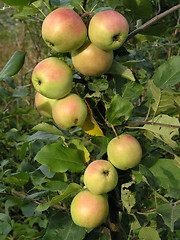 Image showing apple-tree