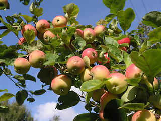 Image showing apple-tree2